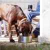 Boomer 8 Dog Bowl – Stainless Steel Outdoor